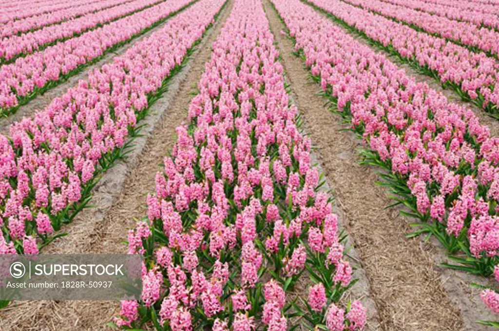 Hyacinth Field, Lisse, Holland, Netherlands   