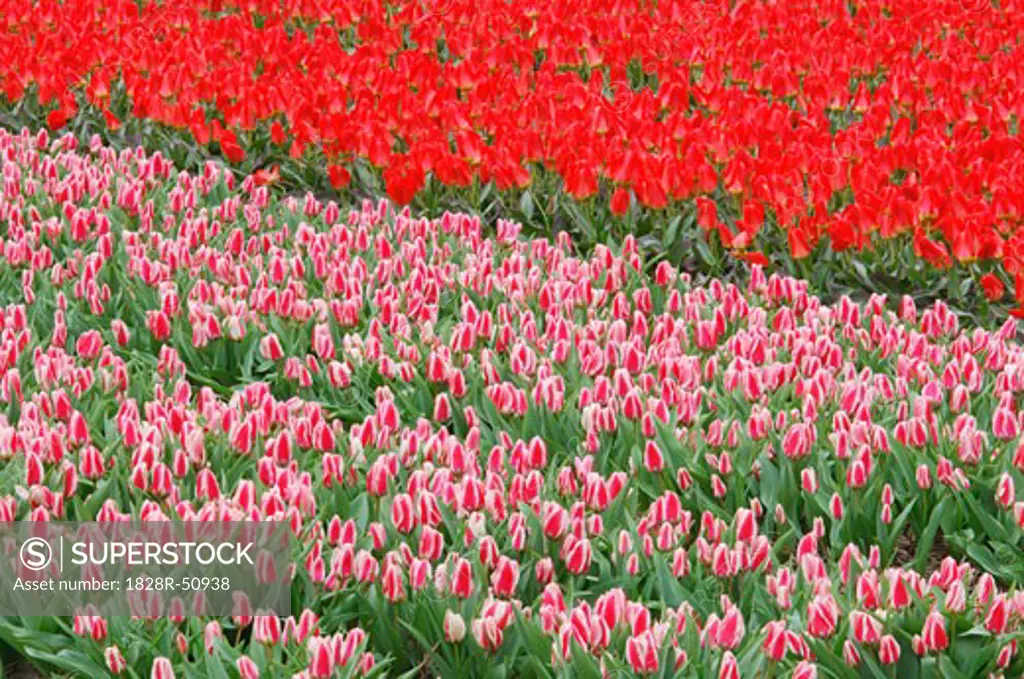 Tulip Field, Lisse, Holland, Netherlands   