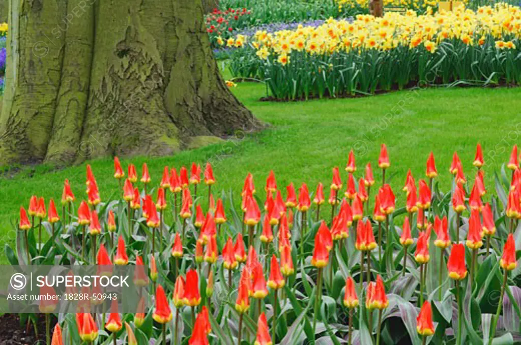Tulips and Daffodils, Keukenhof Gardens, Holland, Netherlands   