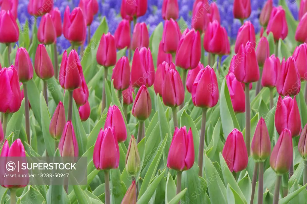 Tulips, Keukenhof Gardens, Holland, Netherlands   