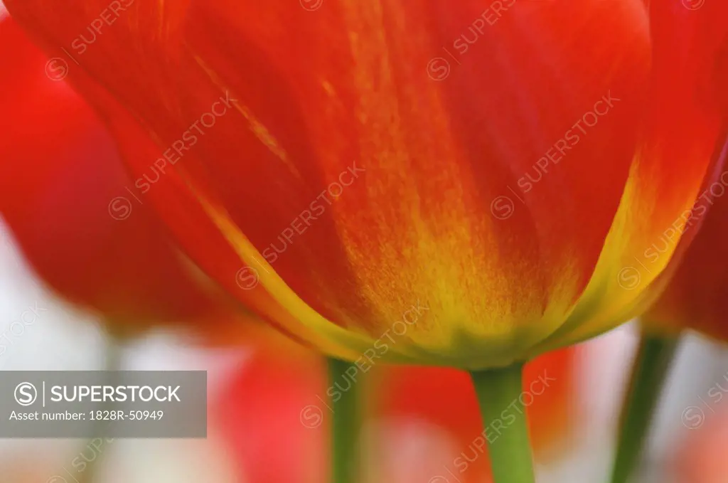 Close-Up of Tulip   