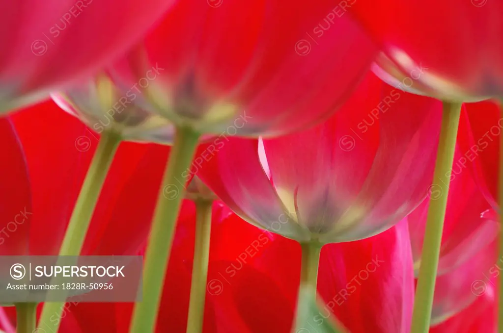 Close-Up of Tulips   