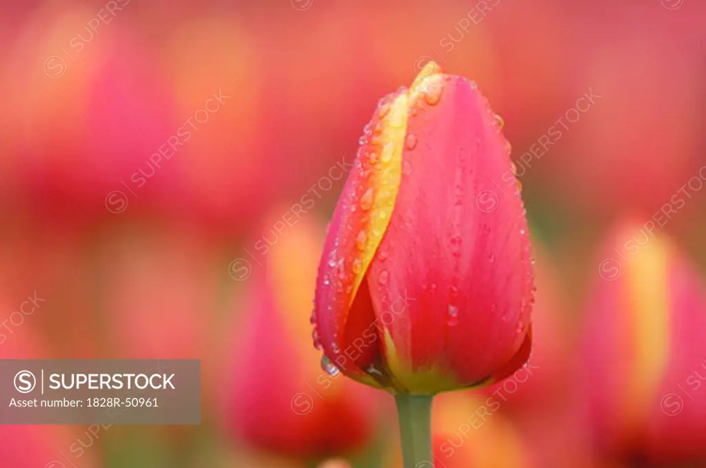 Close-Up of Tulip   