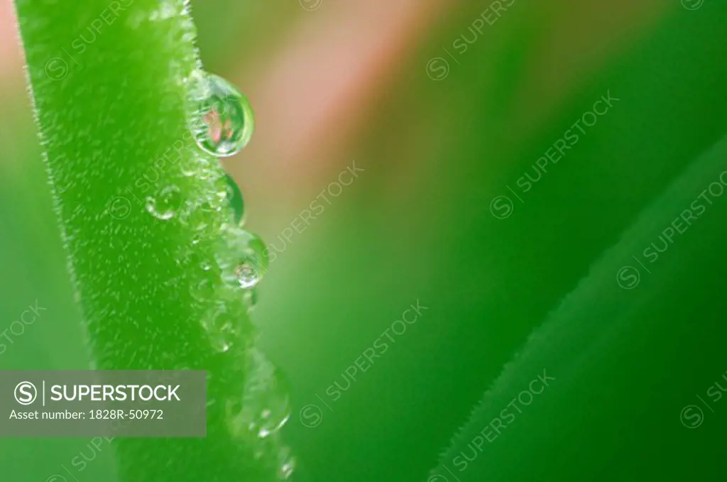 Drops of Water on Tulip Stem   