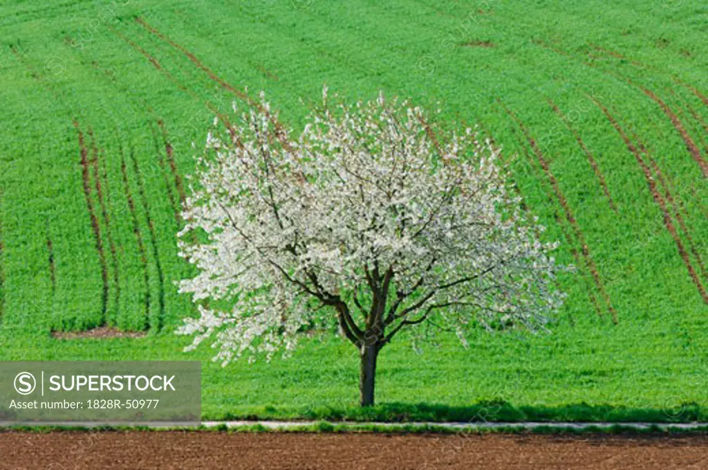 Cherry Tree and Field, Baden-Wurttemberg, Germany   
