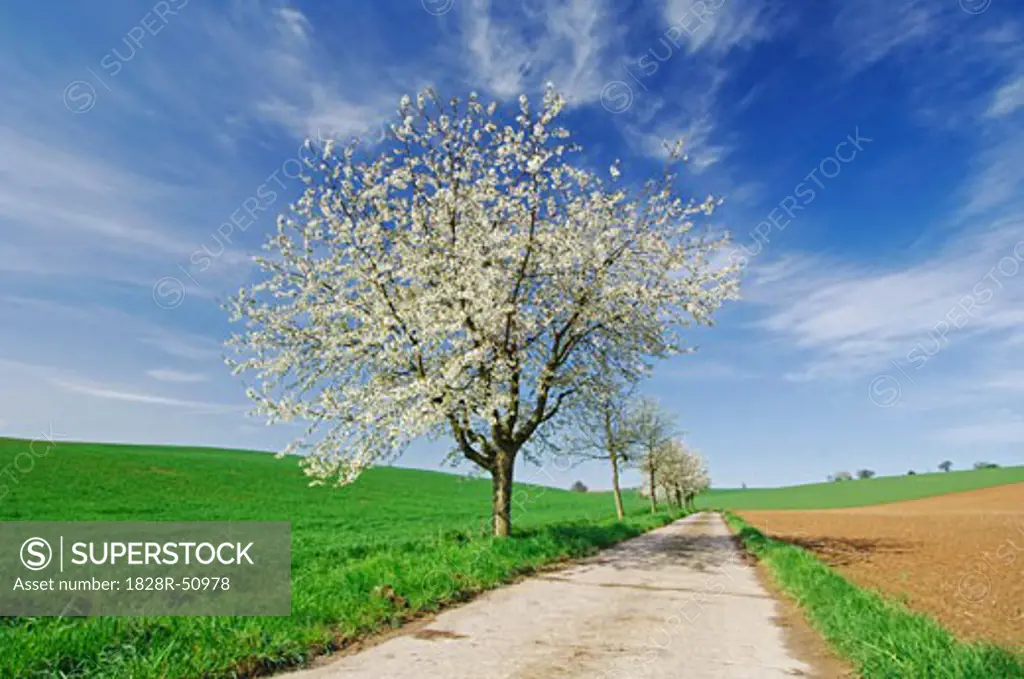 Cherry Tree and Field, Baden-Wurttemberg, Germany   