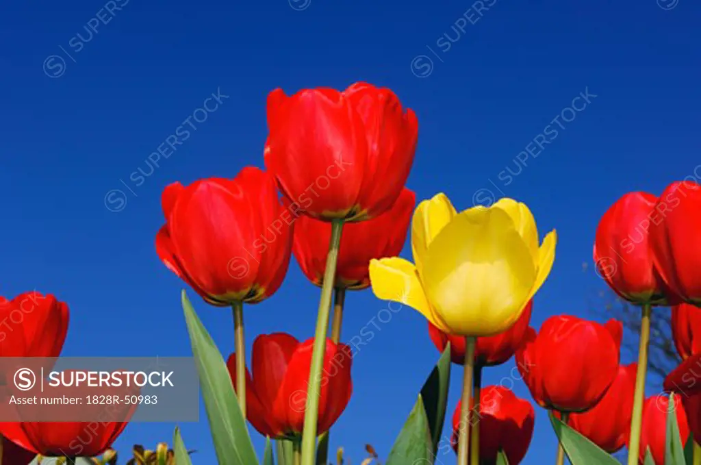 Close-Up of Tulips   