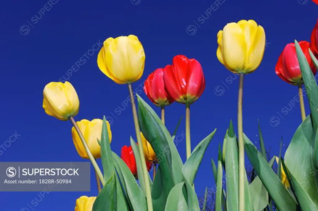 Close-Up of Tulips   
