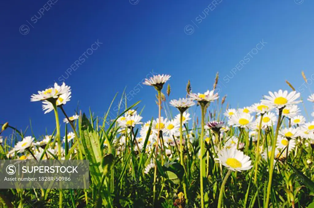 Daisies in Meadow, Lake Constance Badem-Wuerttemberg, Germany   