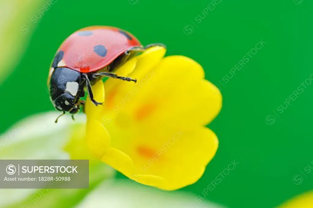 Close-Up of Ladybug   