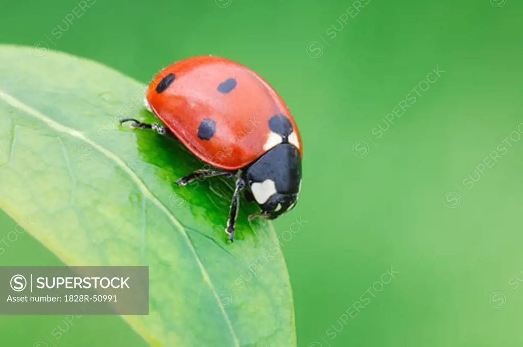 Close-Up of Ladybug   