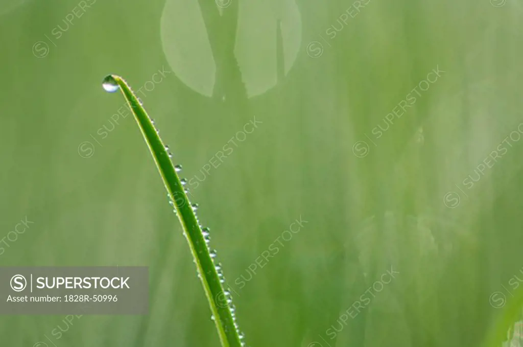 Dew Drops on Grass Blade   