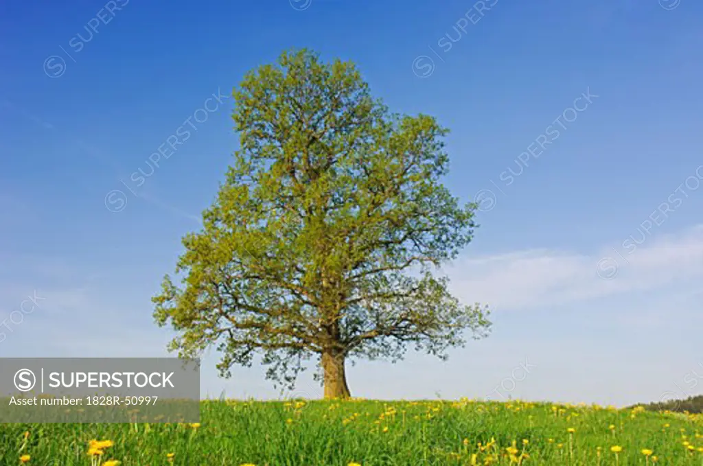 Oak Tree in Meadow, Baden-Wurttemberg, Germany   