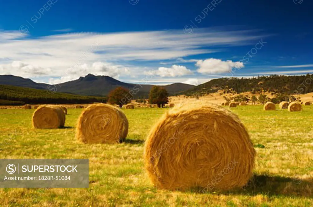 Hay Bales in Field   