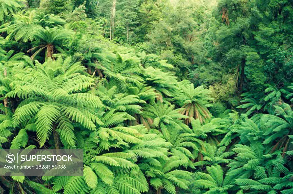 Tree Ferns, Tarra Bulga National Park, Victoria, Australia   