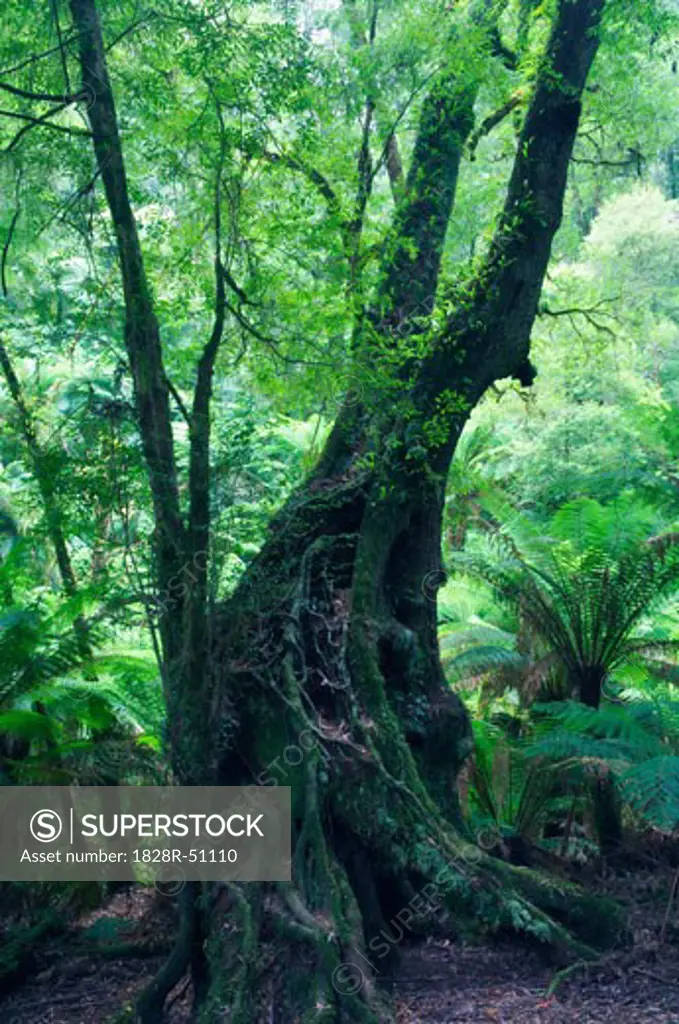 Myrtle Beech Tree in Rainforest, Yarra Ranges National Park, Victoria, Australia   