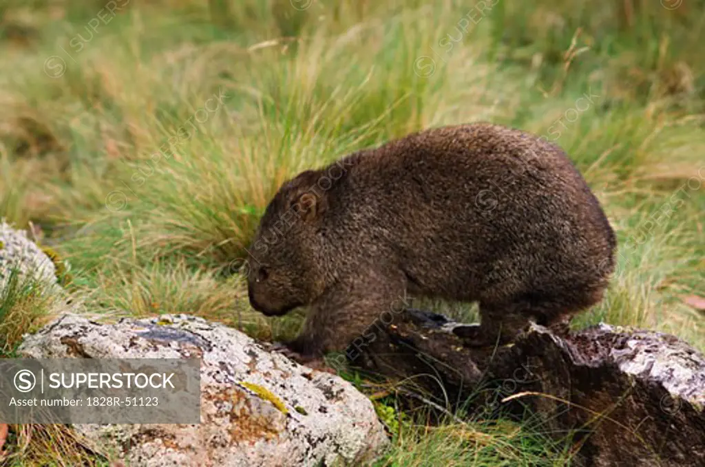 Wombat, Cradle Mountain-Lake St Clair National Park, Australia   