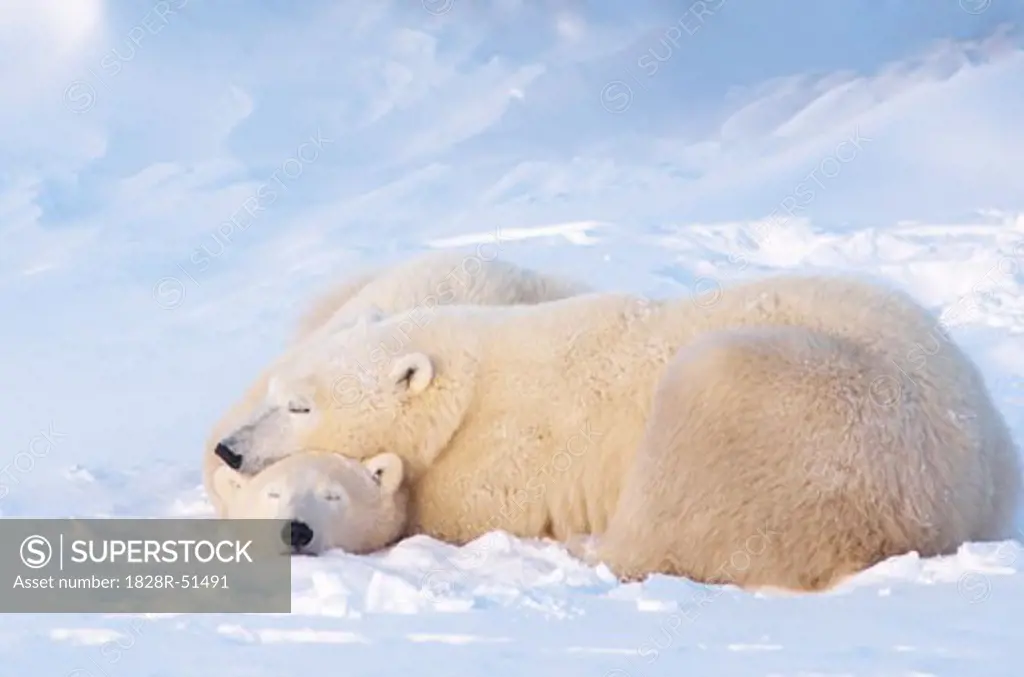 Mother Polar Bear With Cubs, Churchill, Manitoba, Canada   