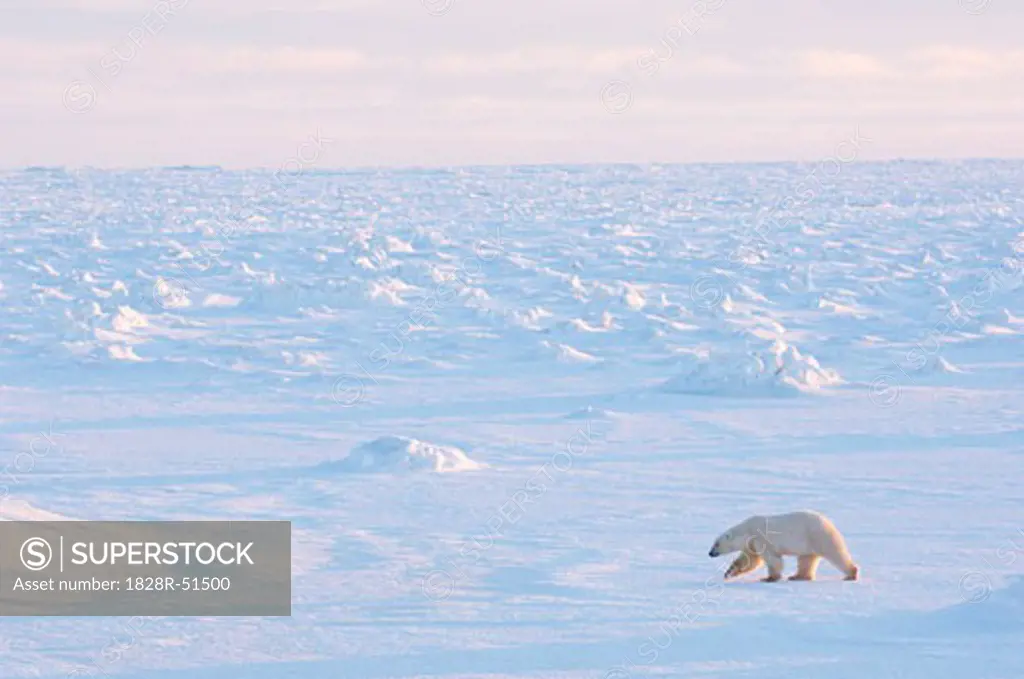 Polar Bear Walking on Ice, Churchill, Manitoba, Canada