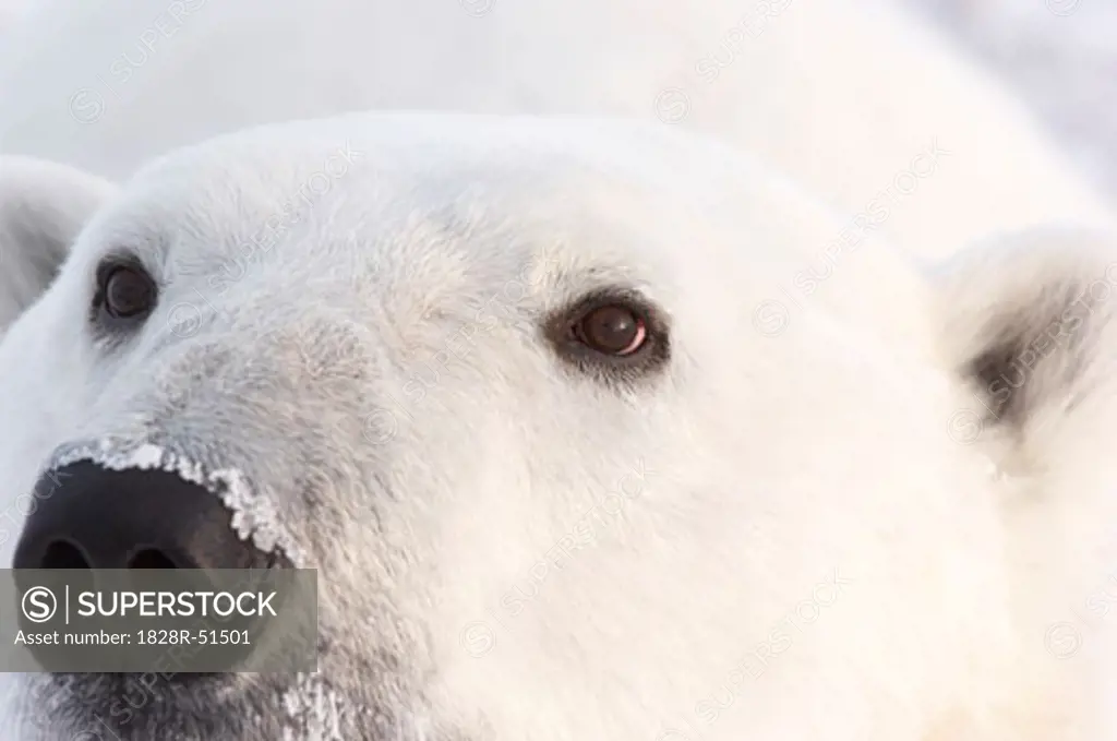 Close Up of Polar Bear   