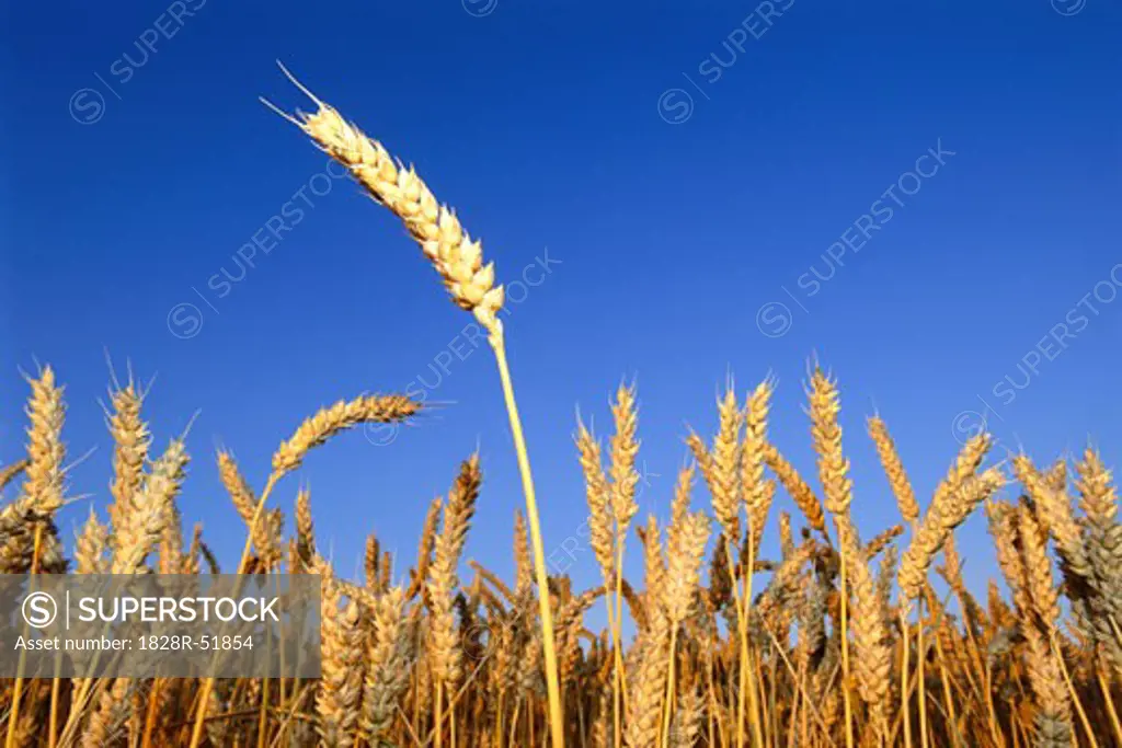 Field of Wheat   
