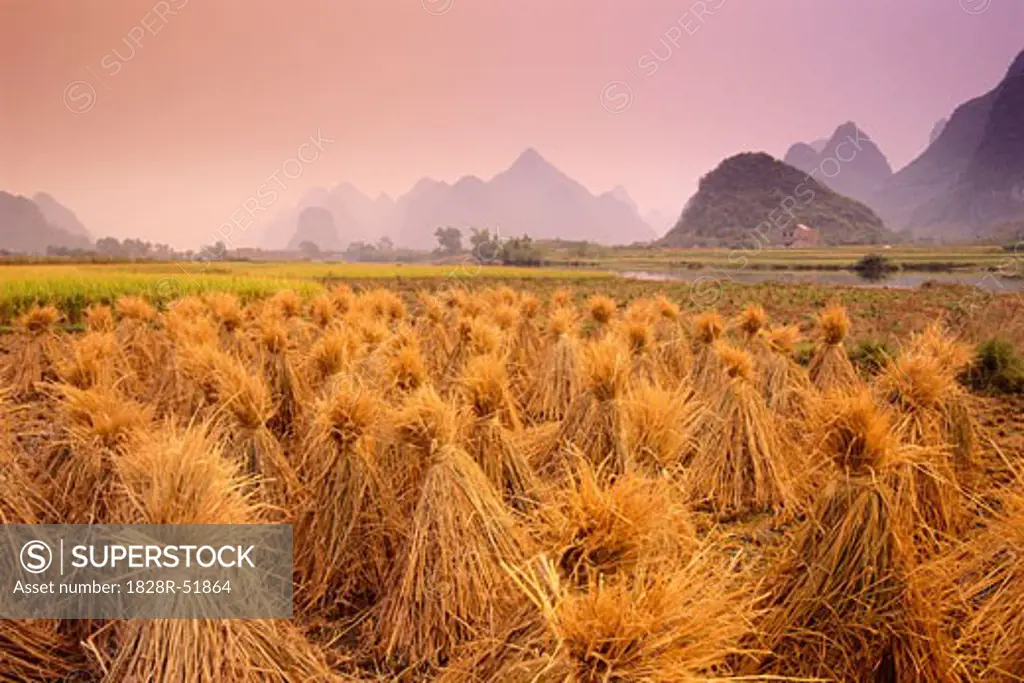 Harvested Rice, Guangxi Province, China   