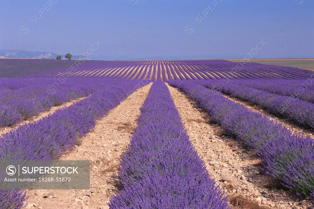 Lavender Field, Alpes-de-Haute-Provence, France   