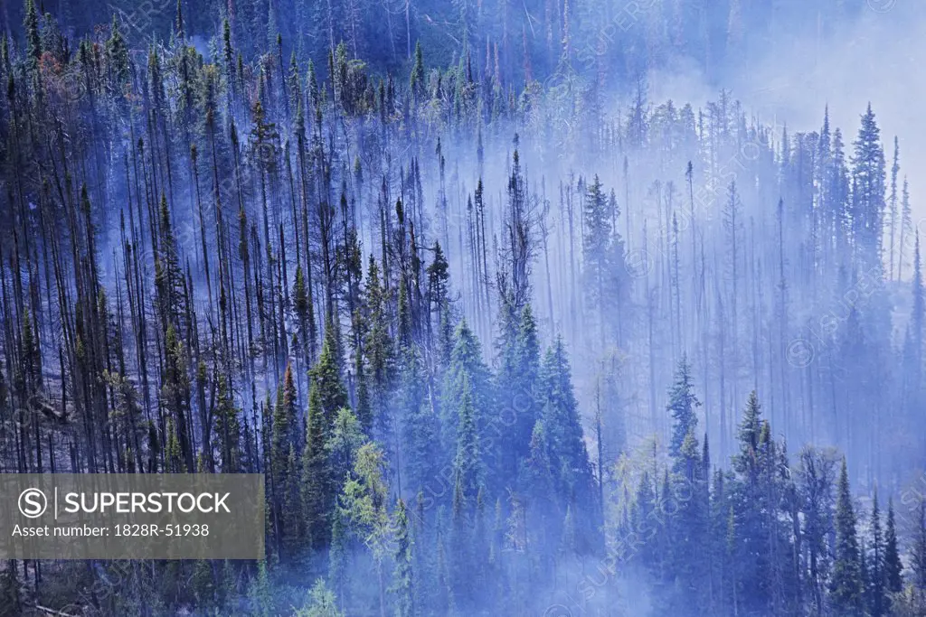 Forest Fire, British Columbia, canada   