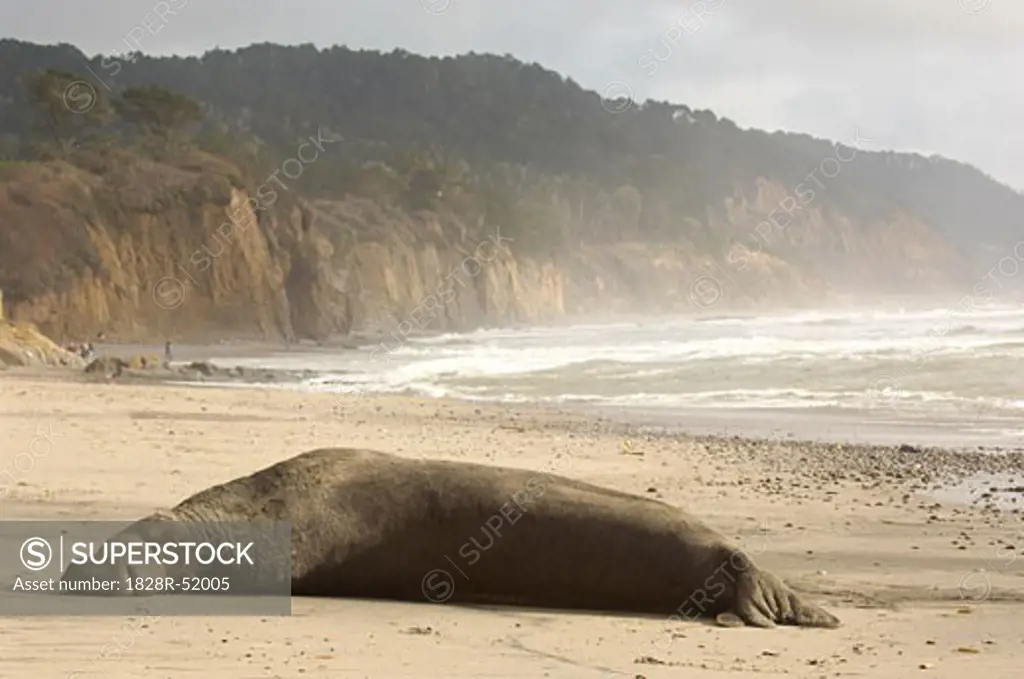 Elephant Seal, Half Moon Bay, California, USA   