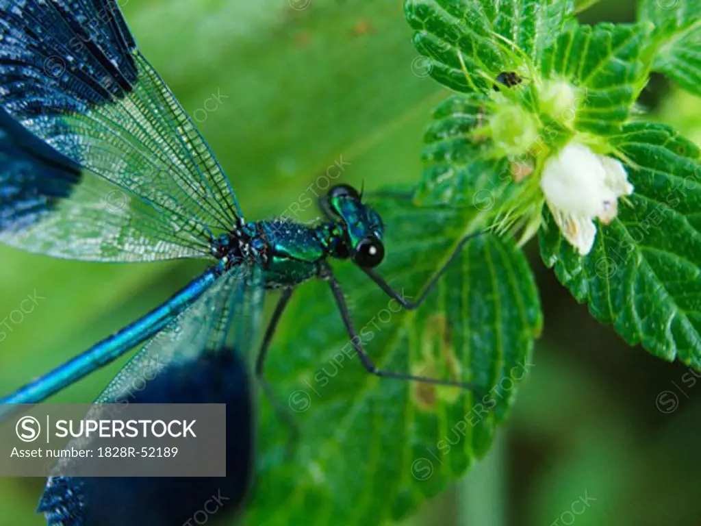 Banded Demoiselle   