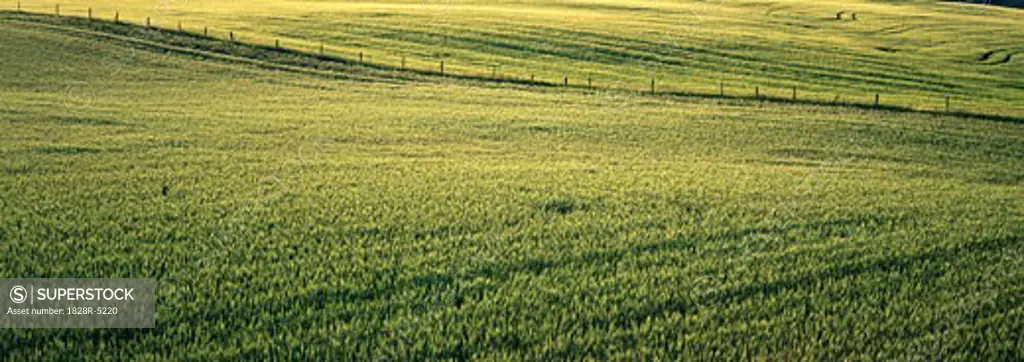 Barley Field, Crossfield, Alberta, Canada   