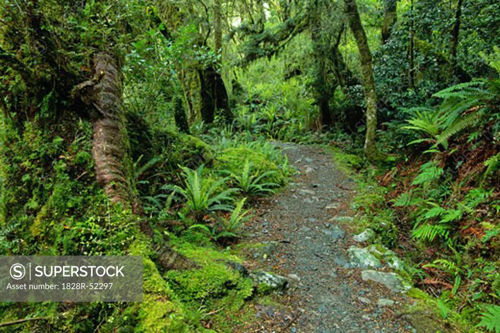 Footpath in Forest, Fjordland National Park, South Island, New Zealand   