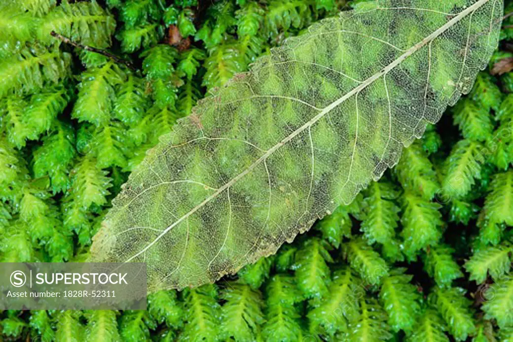Close-up of Leaf   
