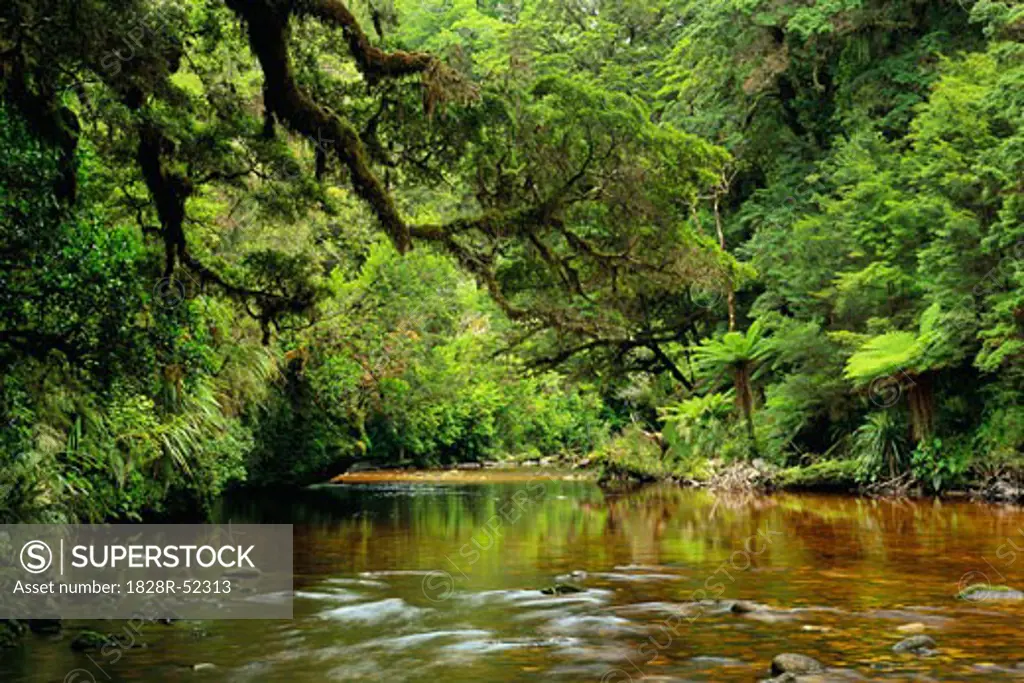 Oparara River, Kahurangi National Park, New Zealand   