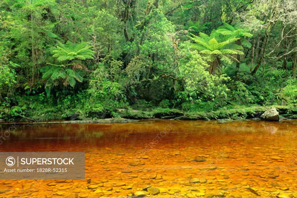 Oparara River, Kahurangi National Park, New Zealand, South Island   