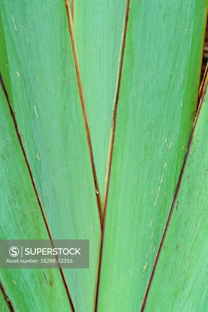 Close-Up of Leaf   