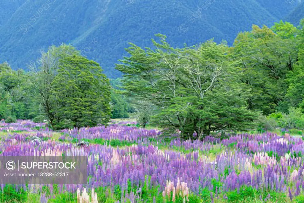 Meadow with Lupine, Milford Road, South Island, New Zealand   