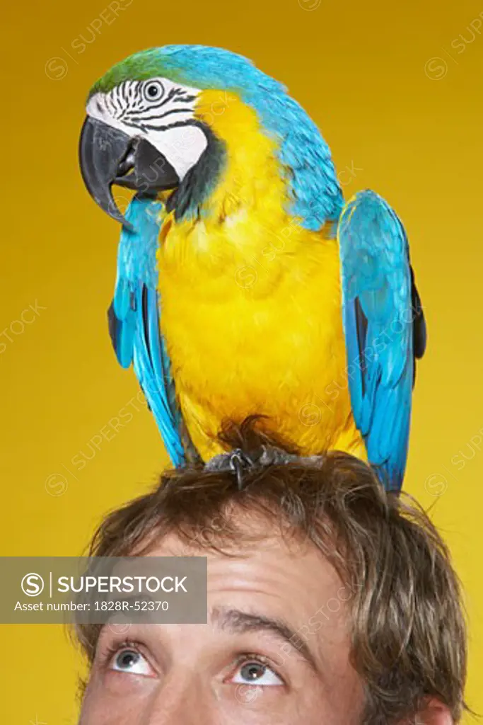 Portrait of Man with Parrot on Head   