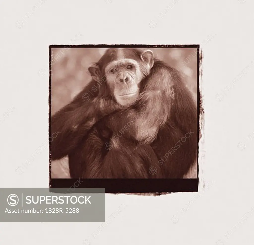 Portrait of Chimpanzee with Arms Crossed   