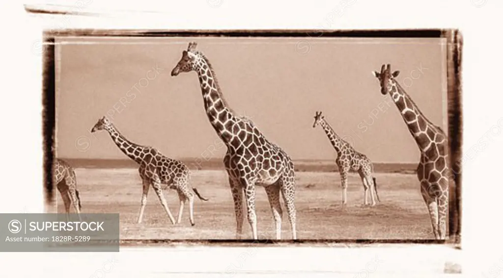 Herd of Reticulated Giraffe, Samburu National Park, Kenya, Africa   