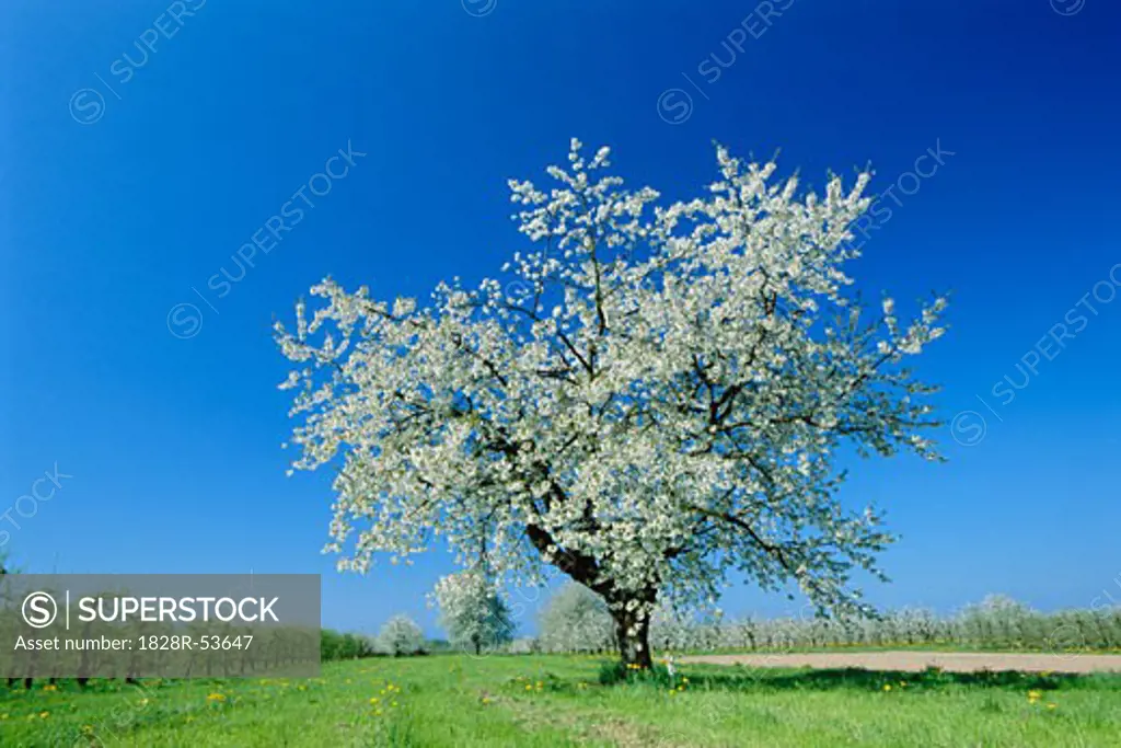 Cherry Tree   