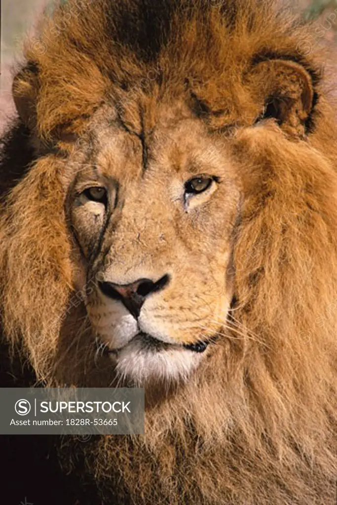 Portrait of Lion   