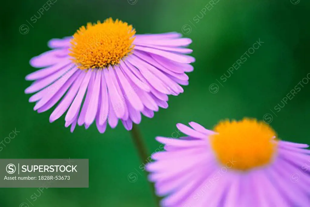 Asters   