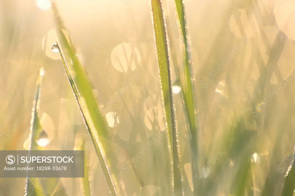 Close Up of Grass With Dew   