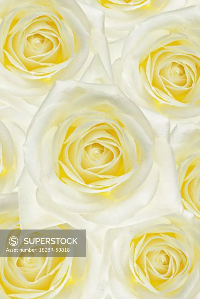White Roses   