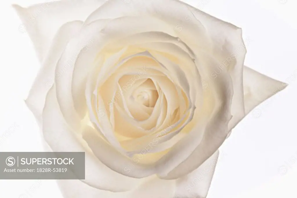 White Rose   