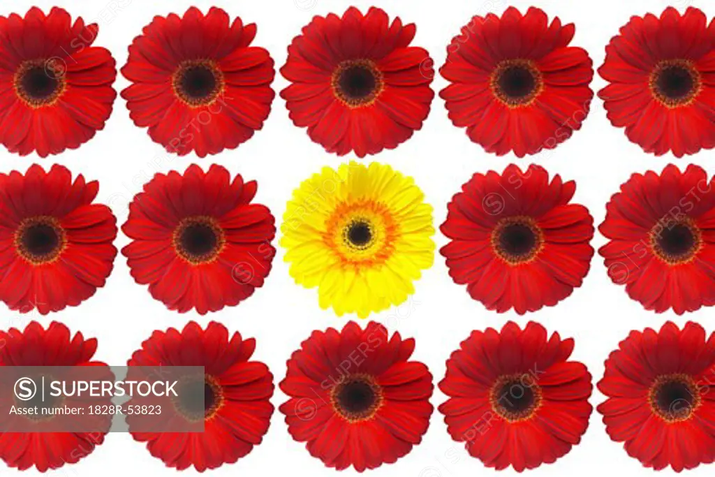 Red Gerbera Daisies With One Yellow Gerbera Daisy   