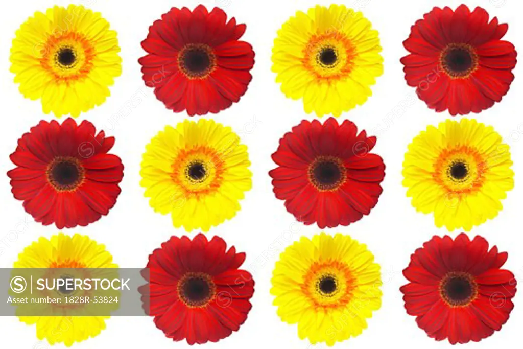 Red and yellow Gerbera Daisies   