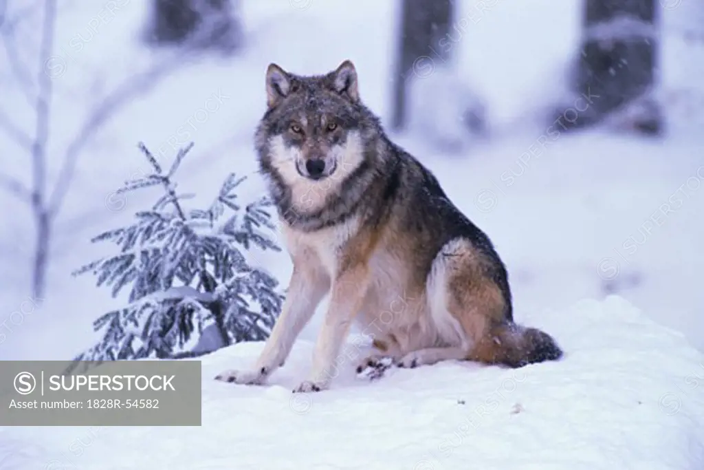 Portrait of Wolf   