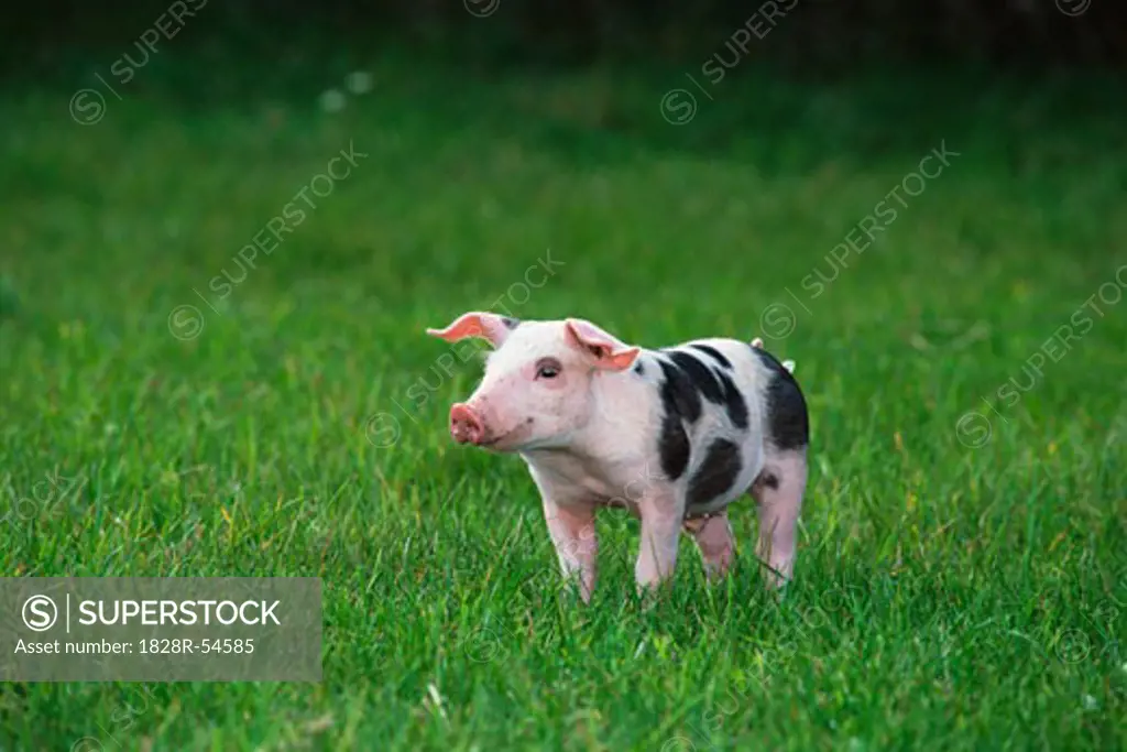 Pig in Grass   